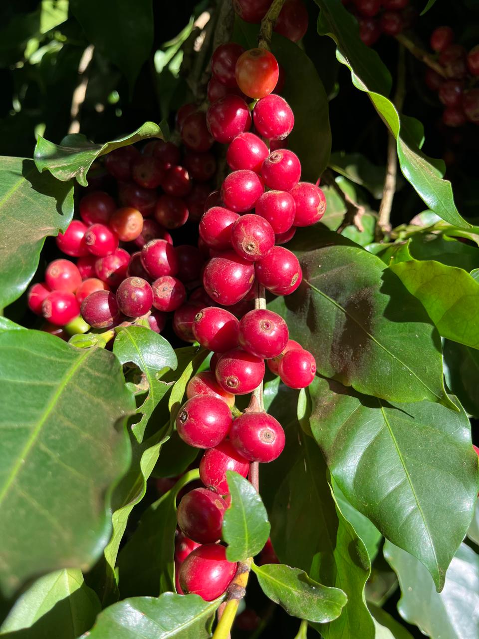 WhatsApp Image 2025-06k-27 at 08.22.07.jpeg