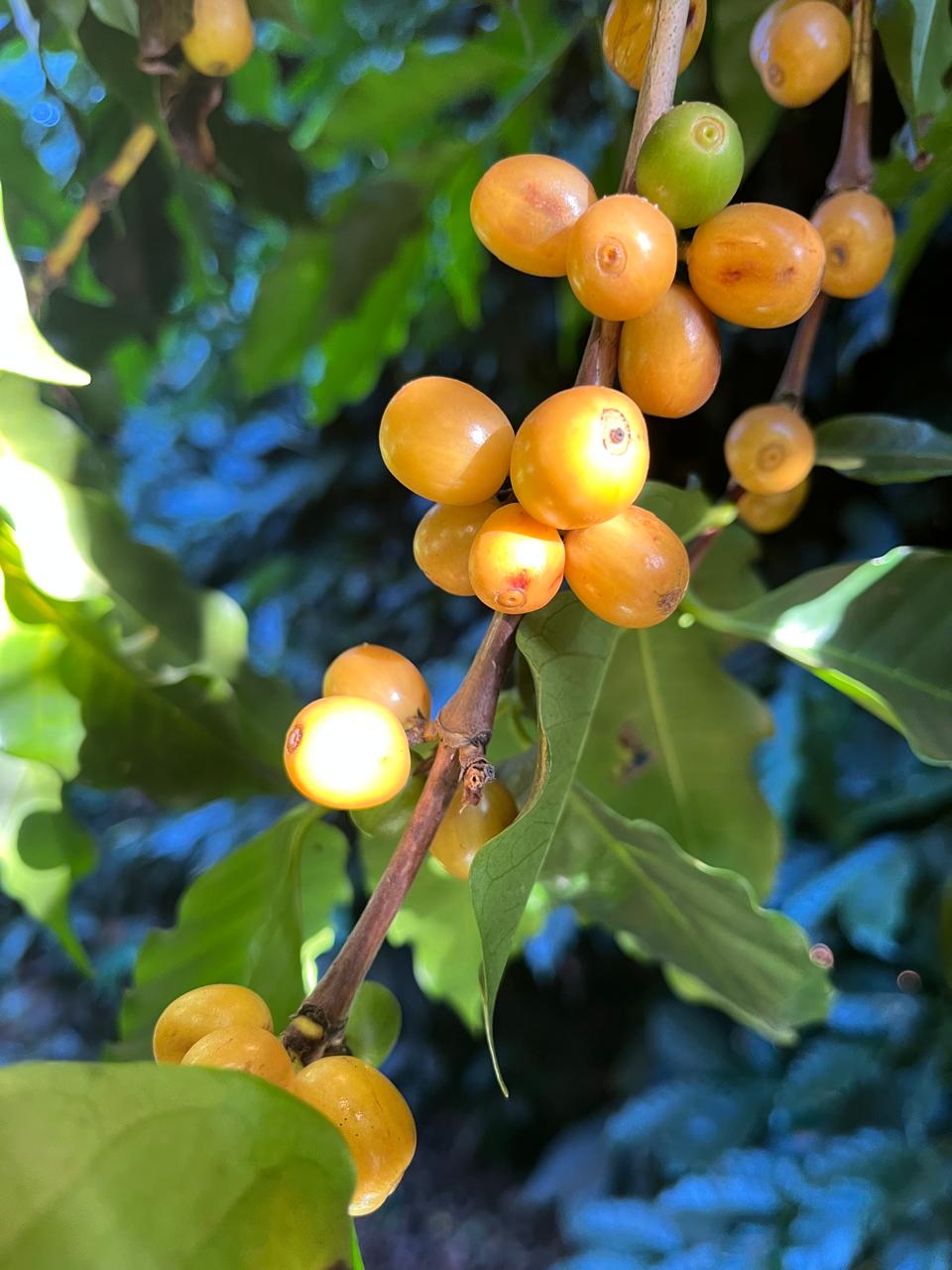 WhatsApp Image 2025-06-27 at 08.22.07.jpeg